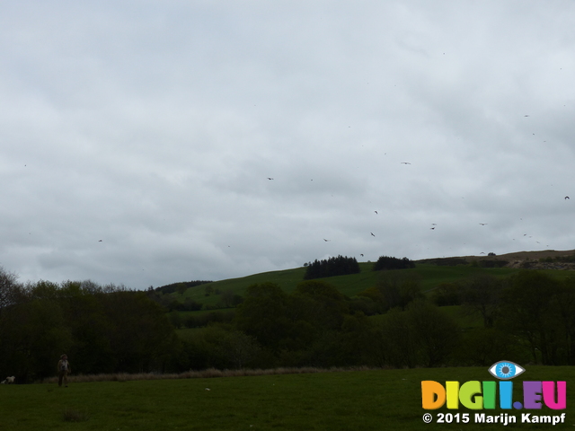 FZ015187 Tom walking by Red kites (Milvus milvus)